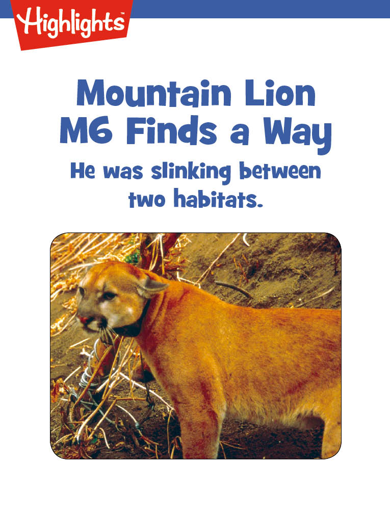 Mountain Lion M6 Finds a Way