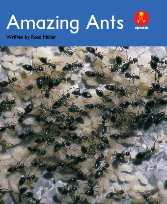 Level 17 : Amazing Ants